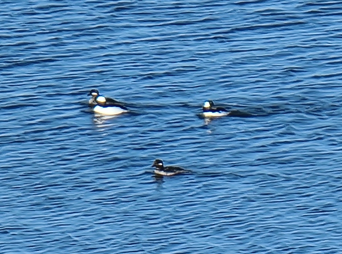 Гоголь малий - ML617165991