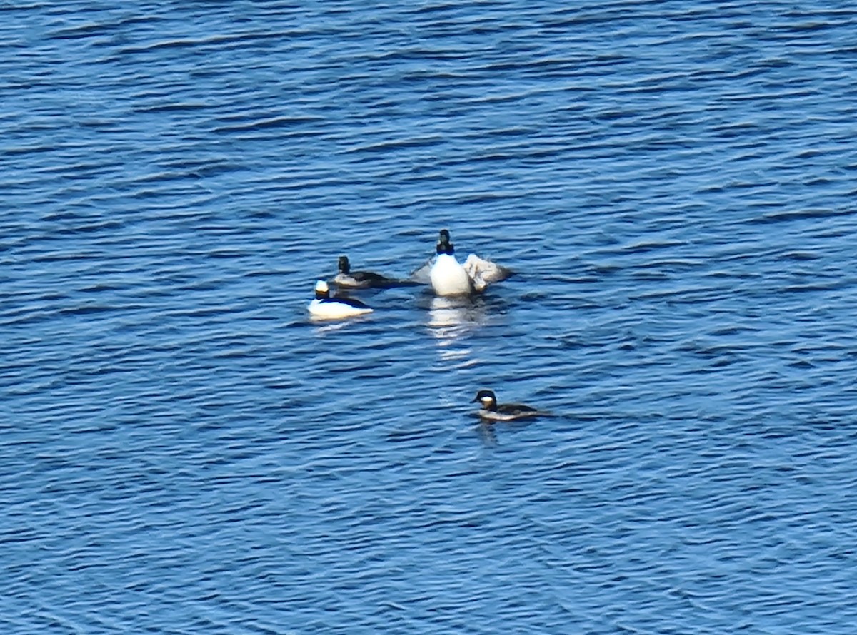 Гоголь малий - ML617165993