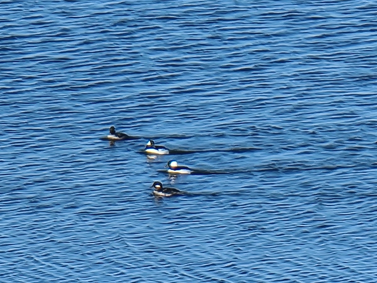 Гоголь малий - ML617165994