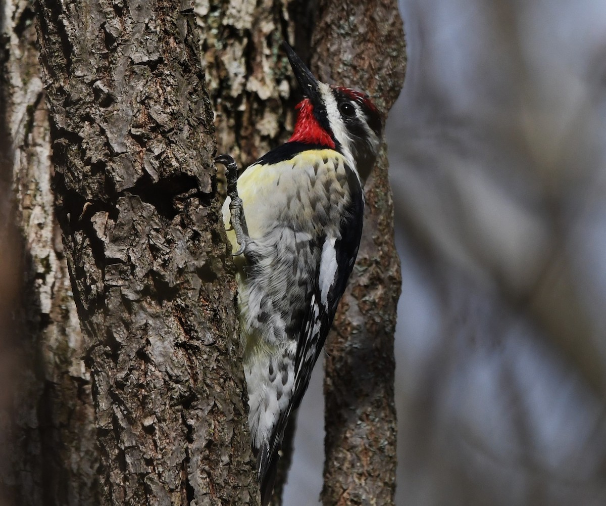 Yellow-bellied Sapsucker - ML617166055