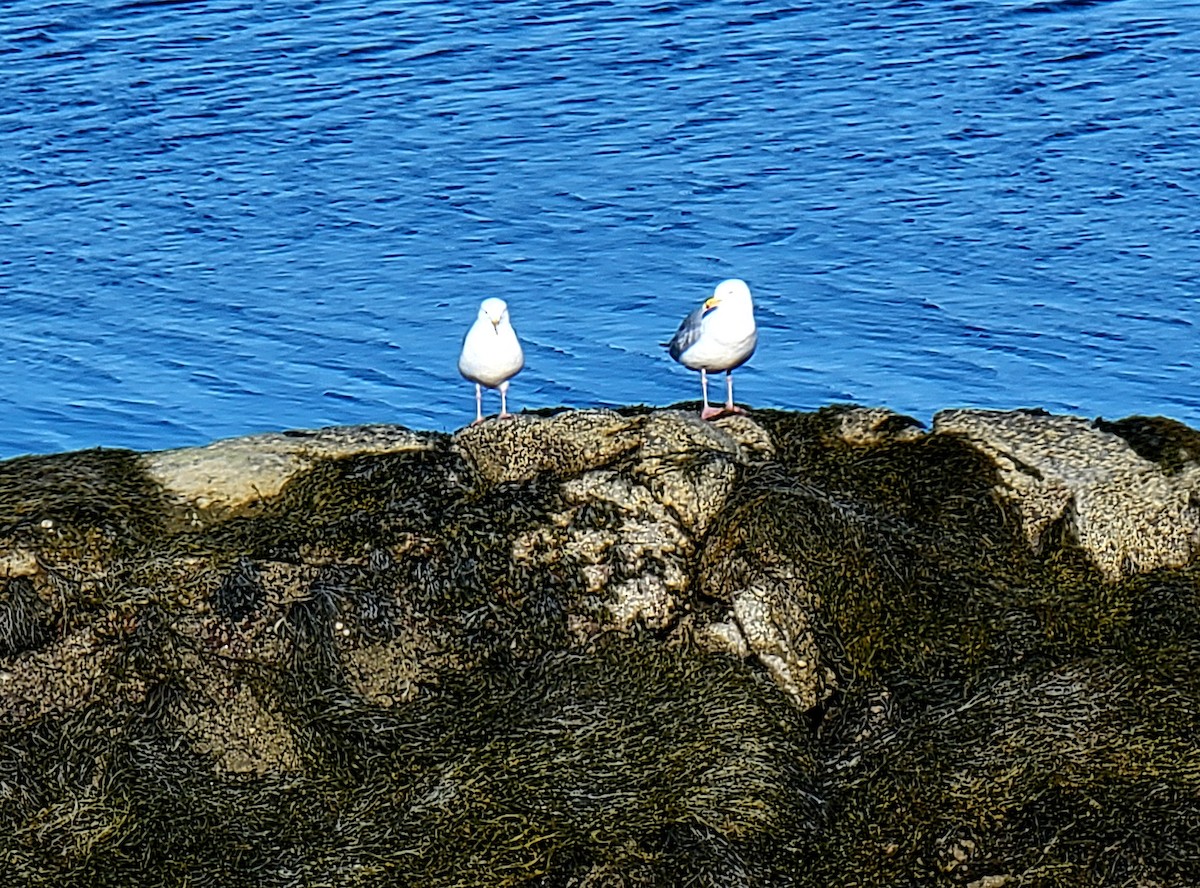 Мартин американський - ML617166066