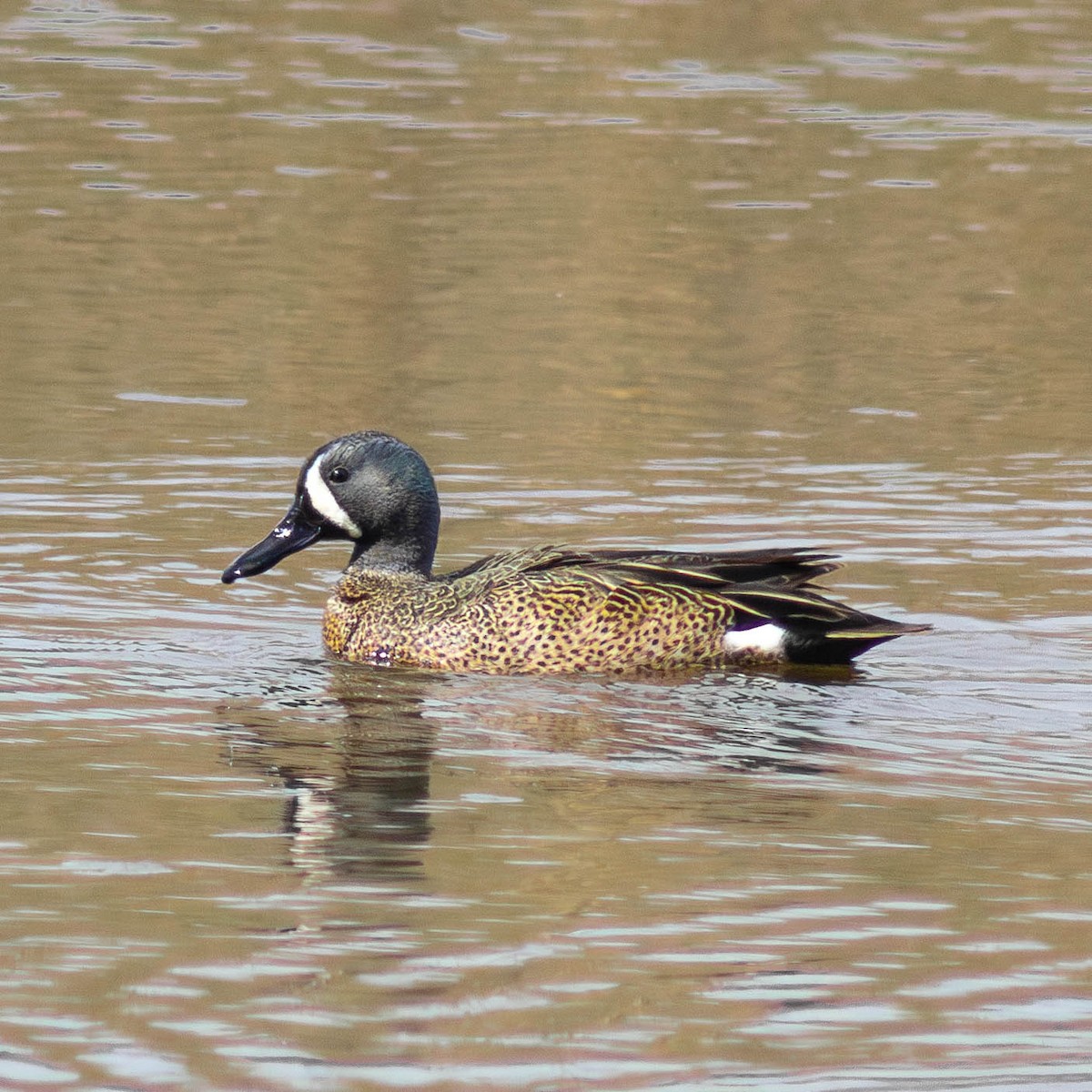 Blue-winged Teal - ML617166151