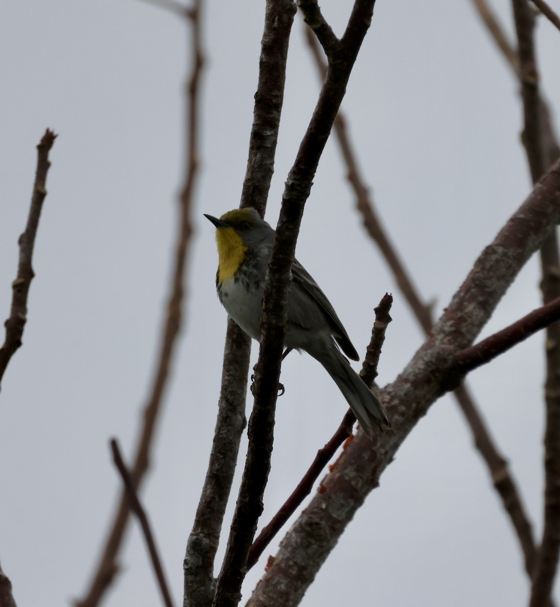 Olive-capped Warbler - ML617166171