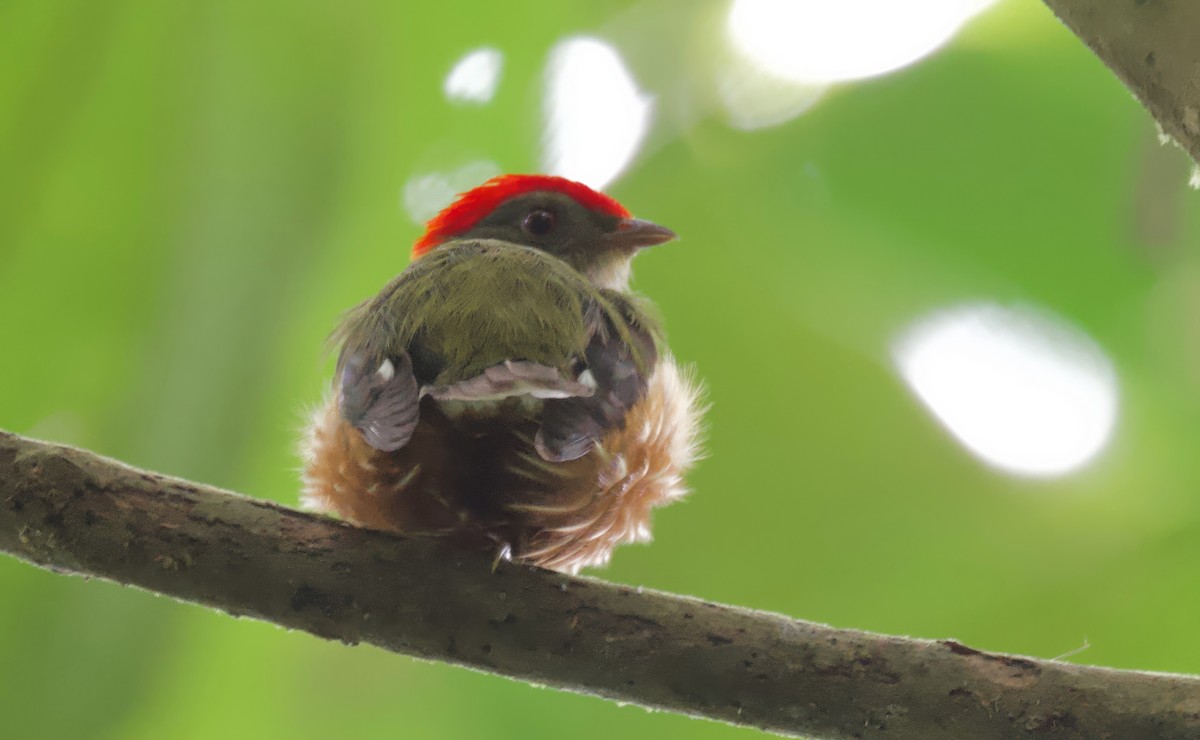 Painted Manakin - ML617166180