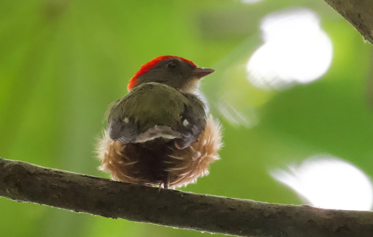 Painted Manakin - ML617166181