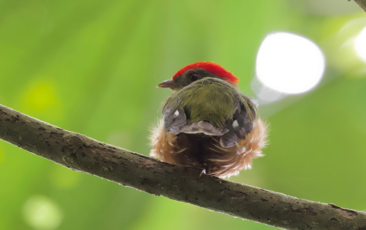 Painted Manakin - Ken Rosenberg