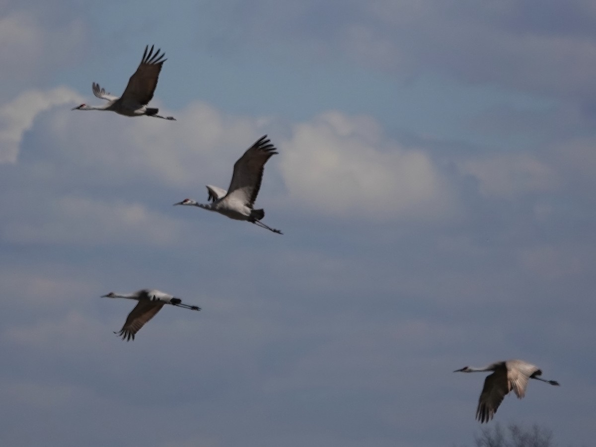 Sandhill Crane - ML617166203