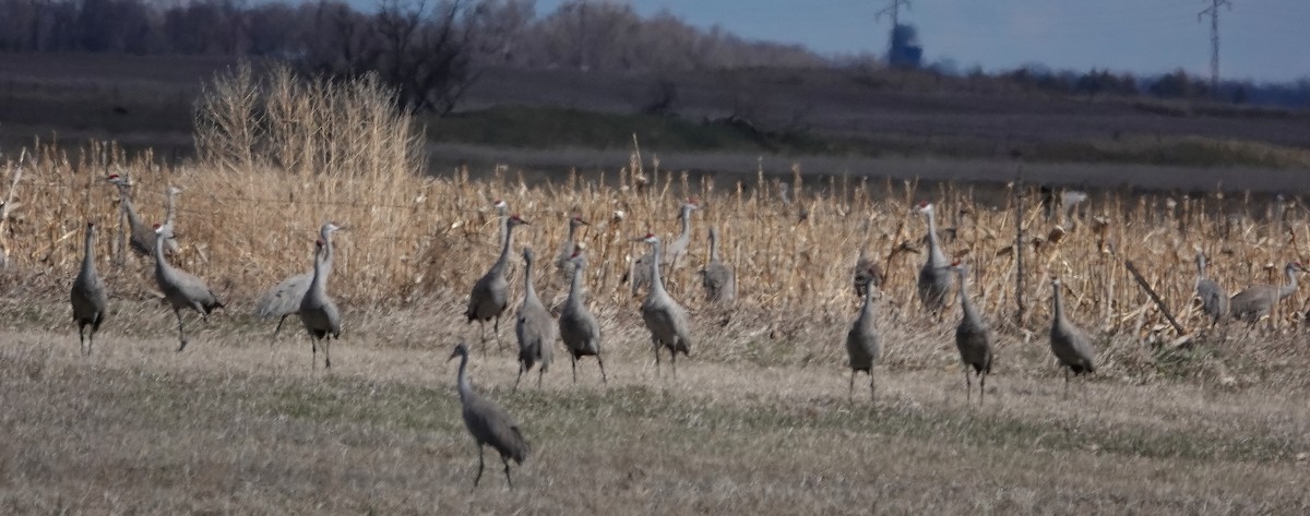 Sandhill Crane - Kent Jensen