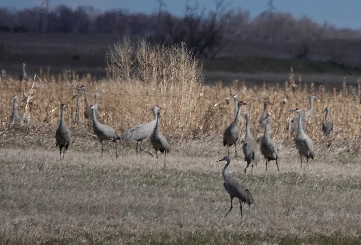 Sandhill Crane - ML617166217