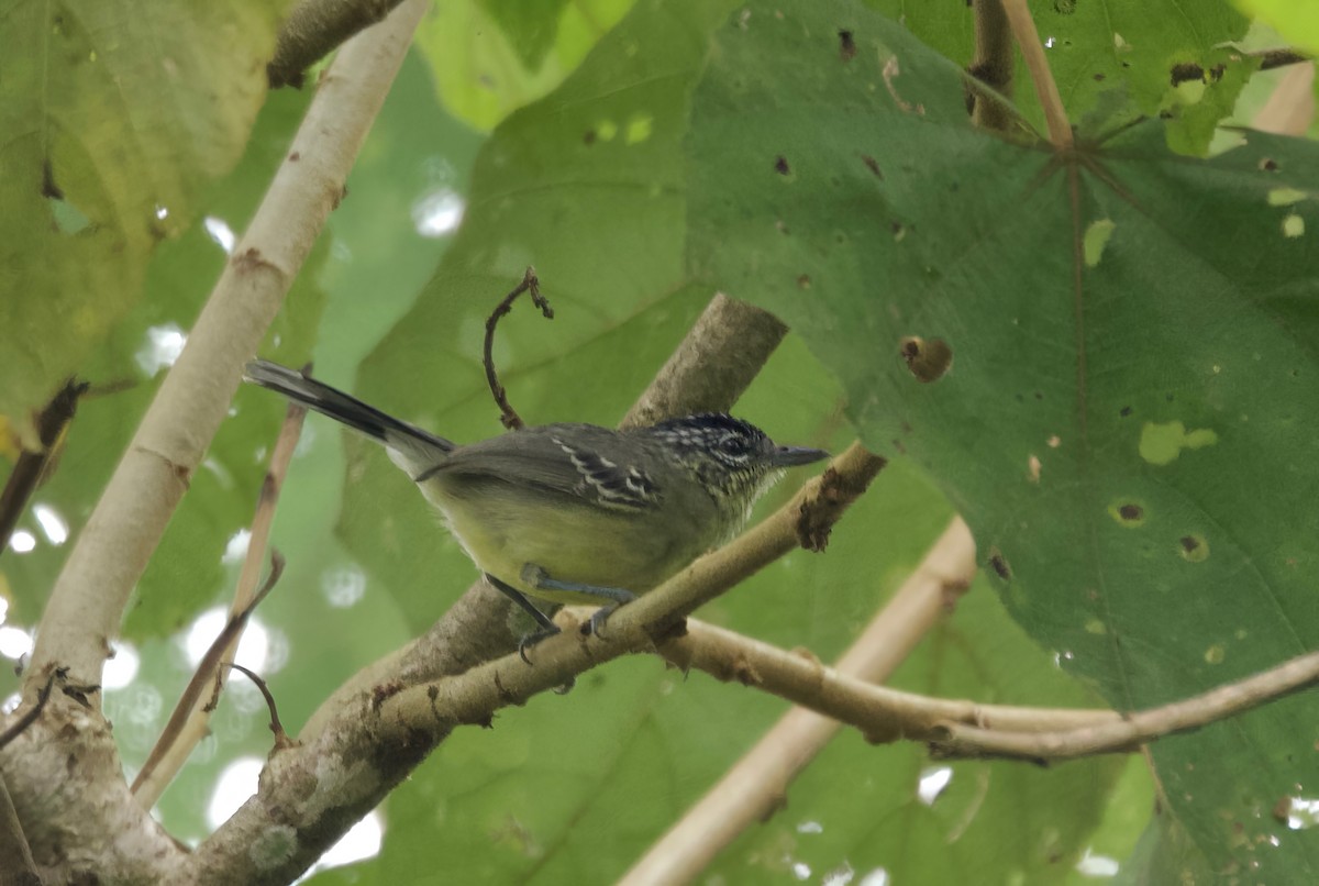 Yellow-breasted Antwren - Ken Rosenberg