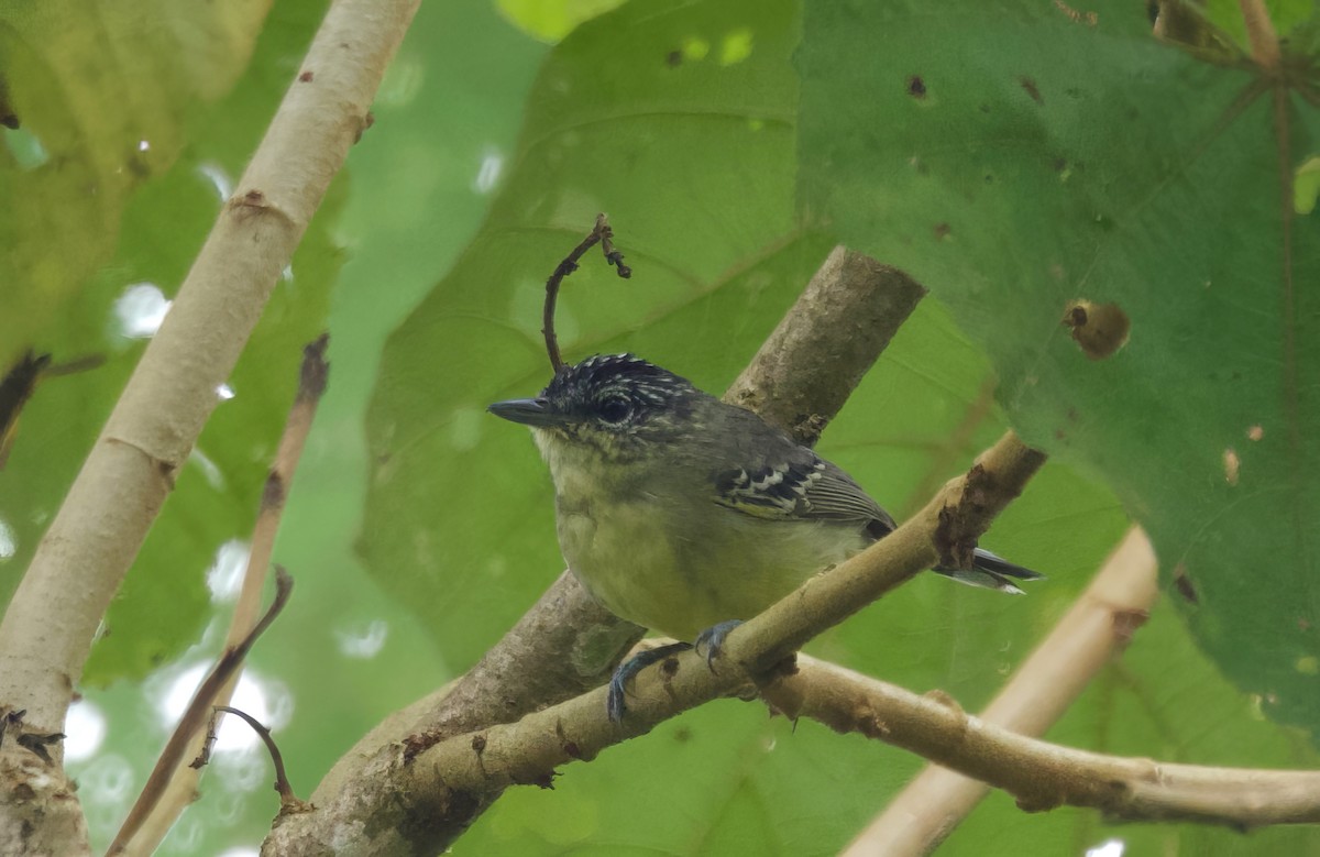 Yellow-breasted Antwren - ML617166222