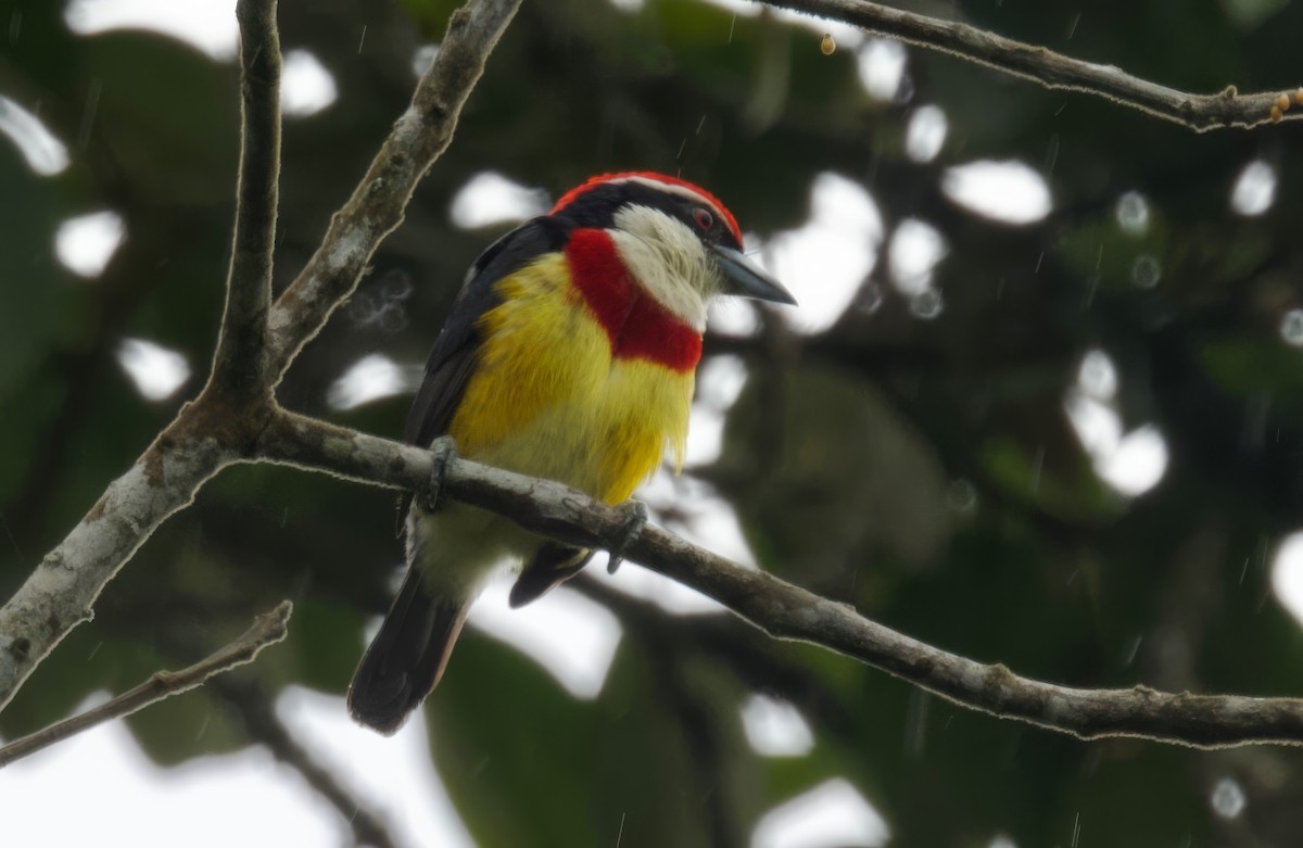 Scarlet-banded Barbet - ML617166243