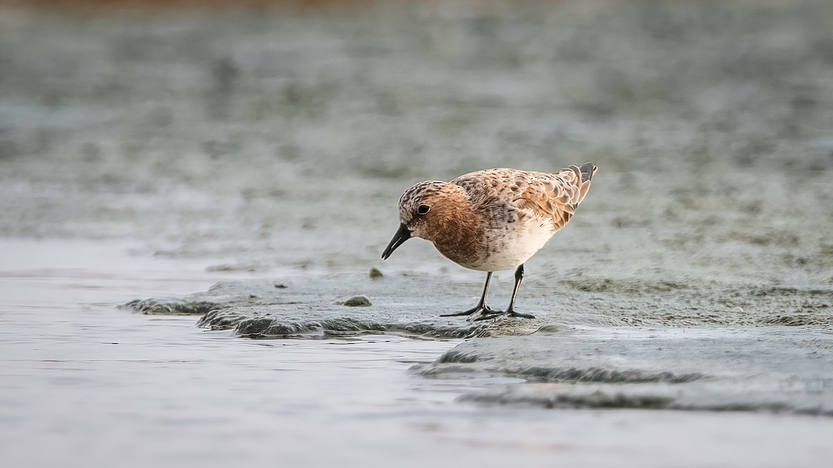 Red-necked Stint - ML617166267