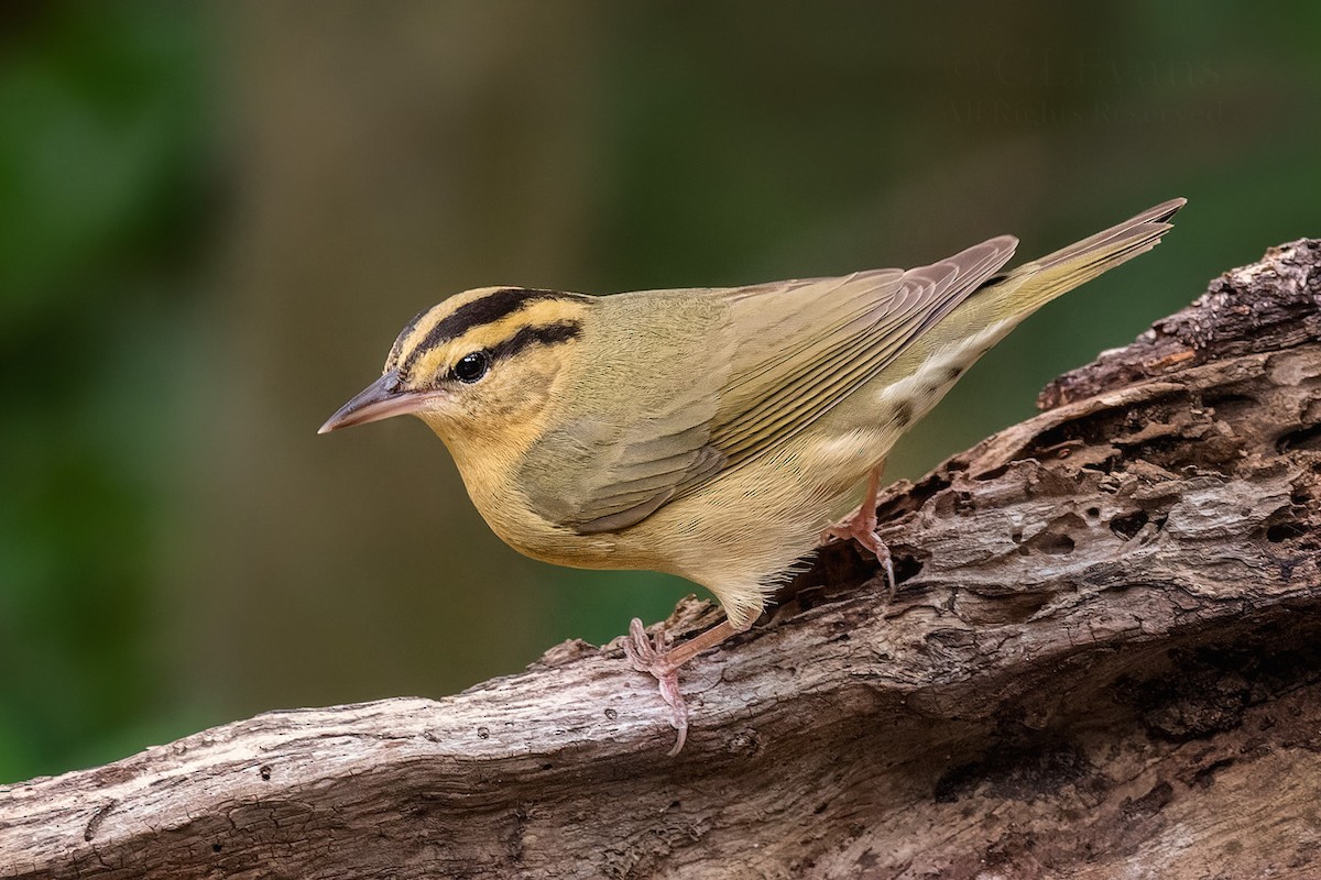 Worm-eating Warbler - Christina Evans