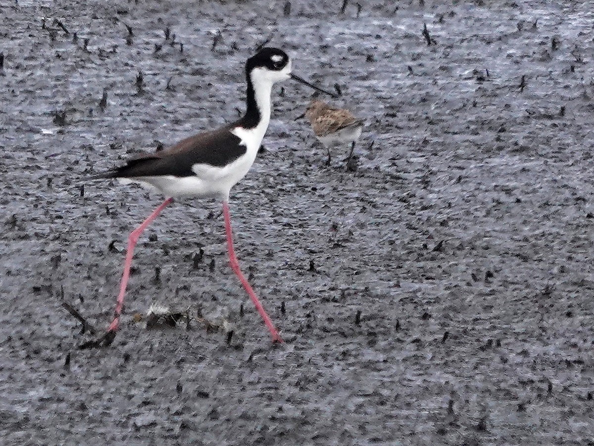 Black-necked Stilt - ML617166279