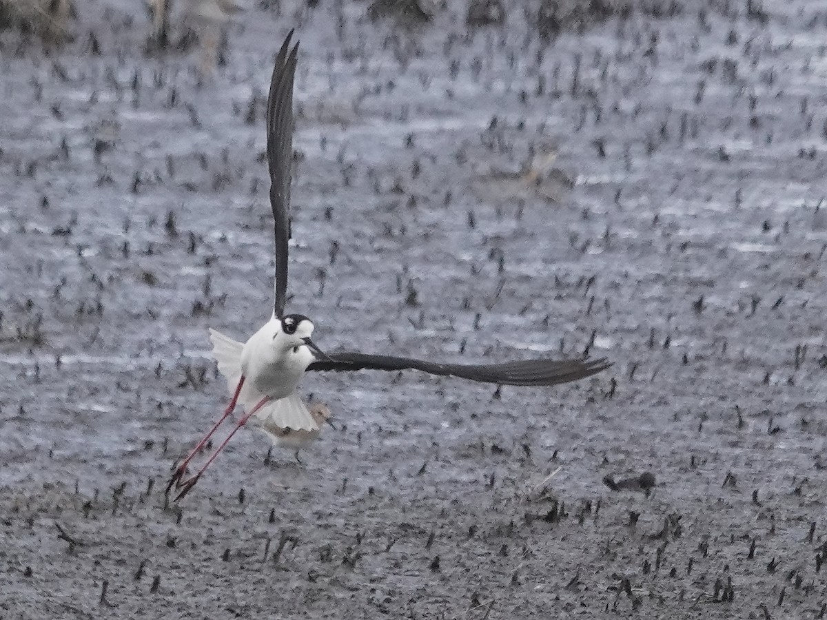 Black-necked Stilt - ML617166283