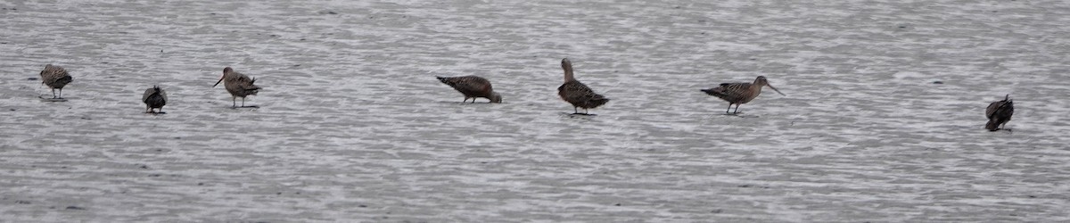 Hudsonian Godwit - ML617166285