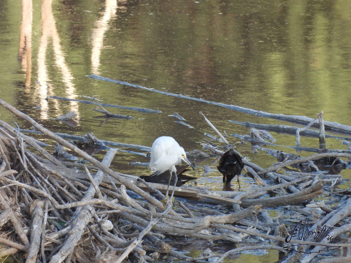 Snowy Egret - ML617166318