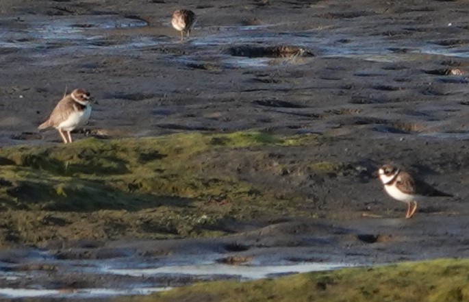 Wilson's Plover - ML617166367