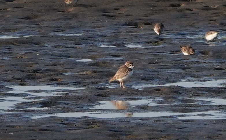 Wilson's Plover - ML617166370