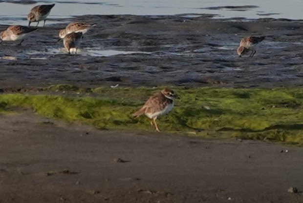 Wilson's Plover - Sylvia Afable