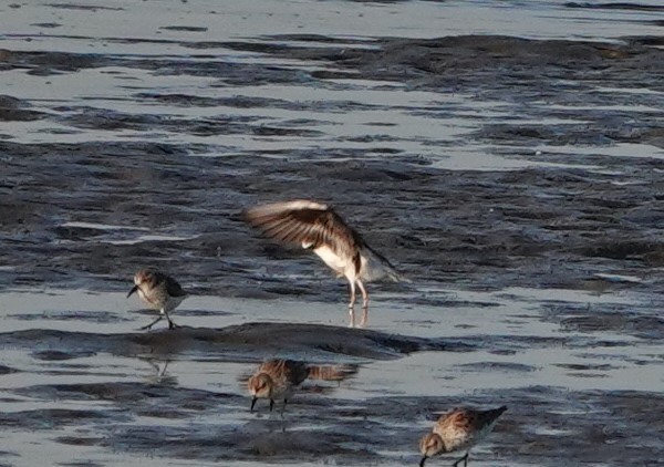 Wilson's Plover - Sylvia Afable