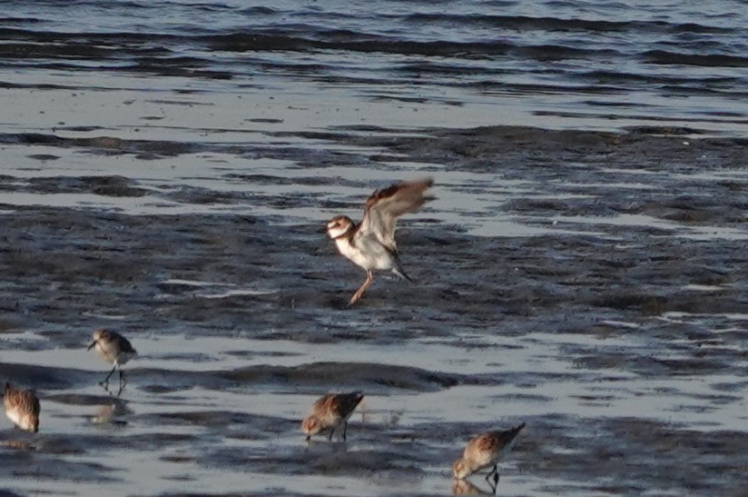 Wilson's Plover - ML617166373