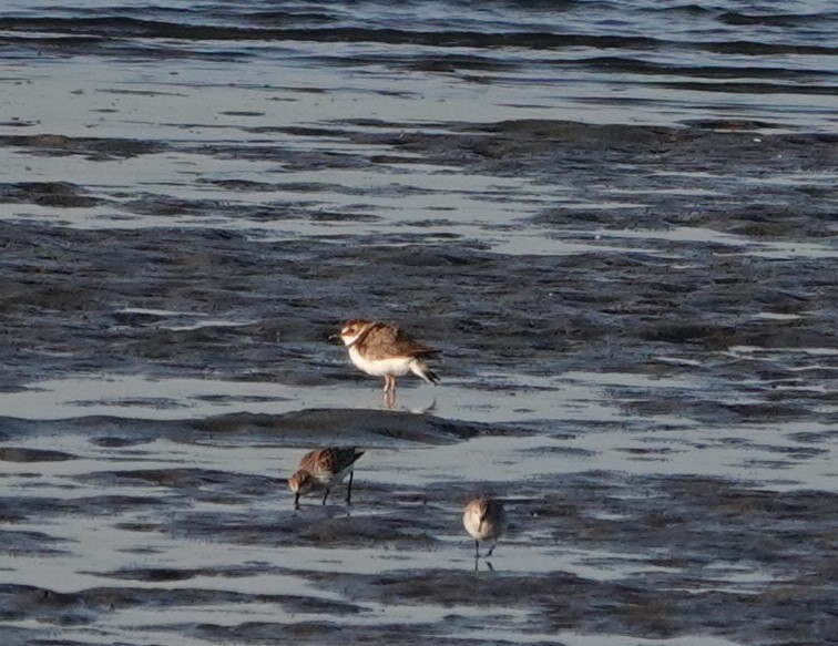 Wilson's Plover - ML617166374