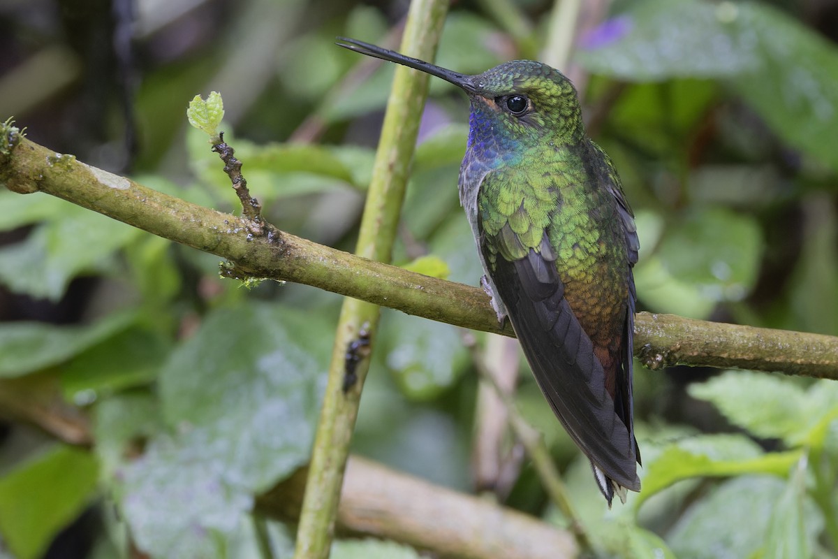 Green-backed Hillstar - Michael Todd