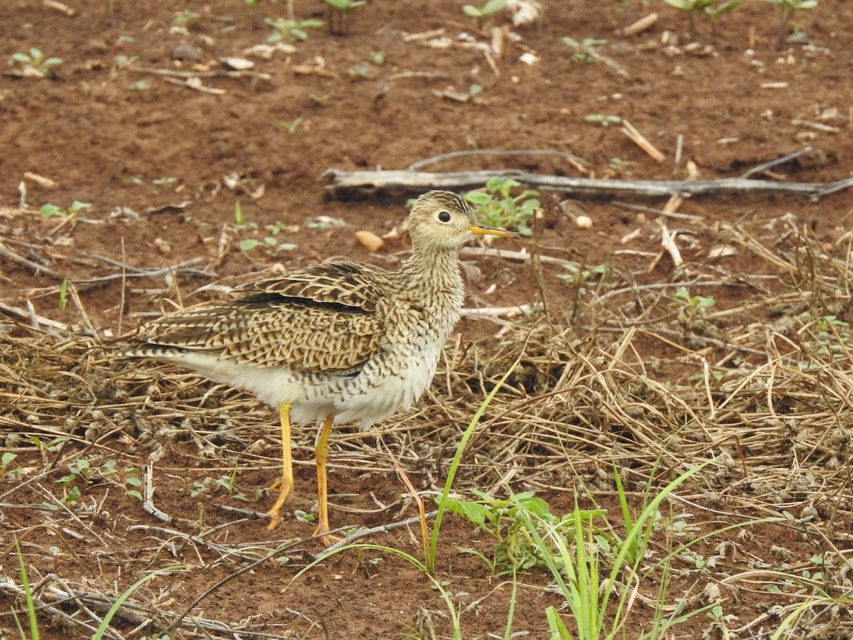 Upland Sandpiper - ML617166415