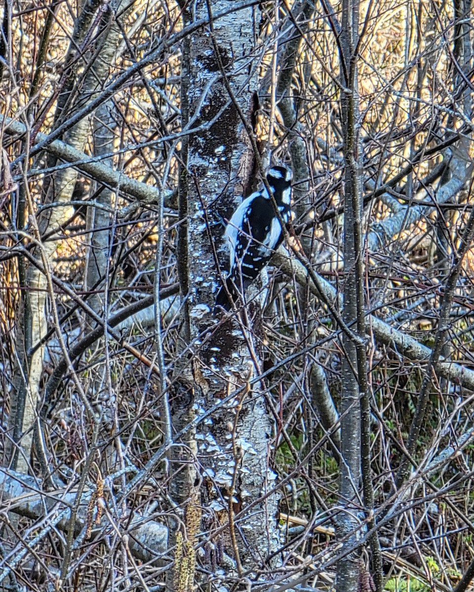 Дятел волохатий - ML617166444