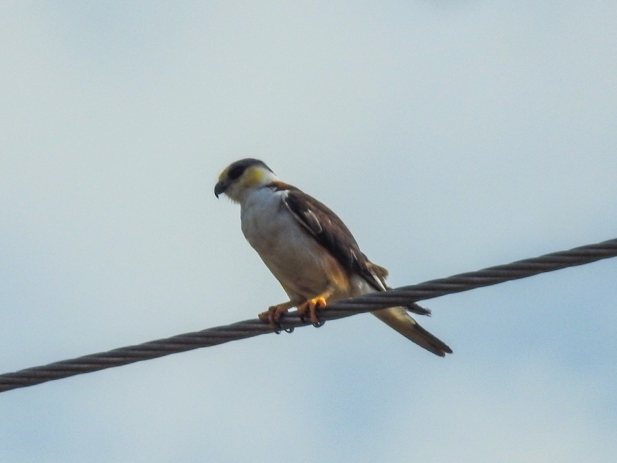 Pearl Kite - Daniel Garrigues