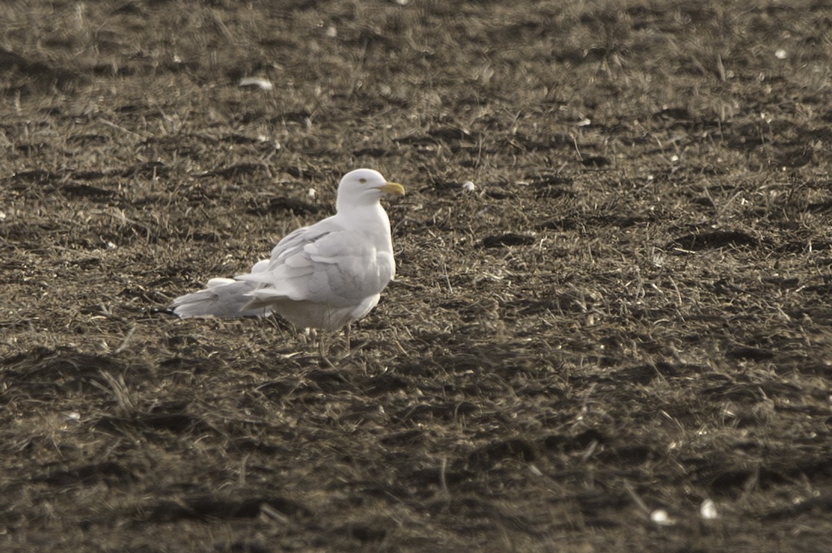 Glaucous Gull - Cam Nikkel