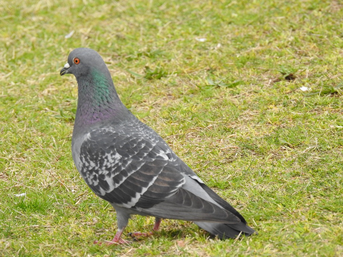 Pigeon biset (forme domestique) - ML617166514