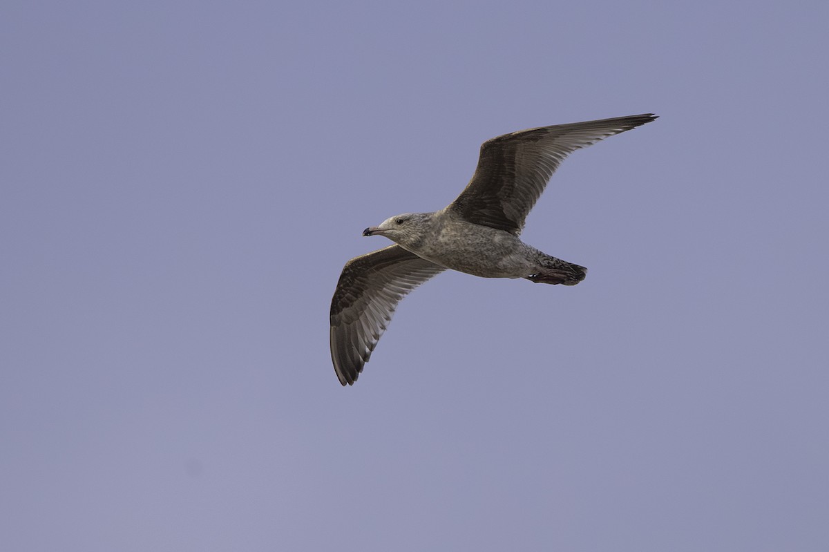 Herring Gull (American) - ML617166537