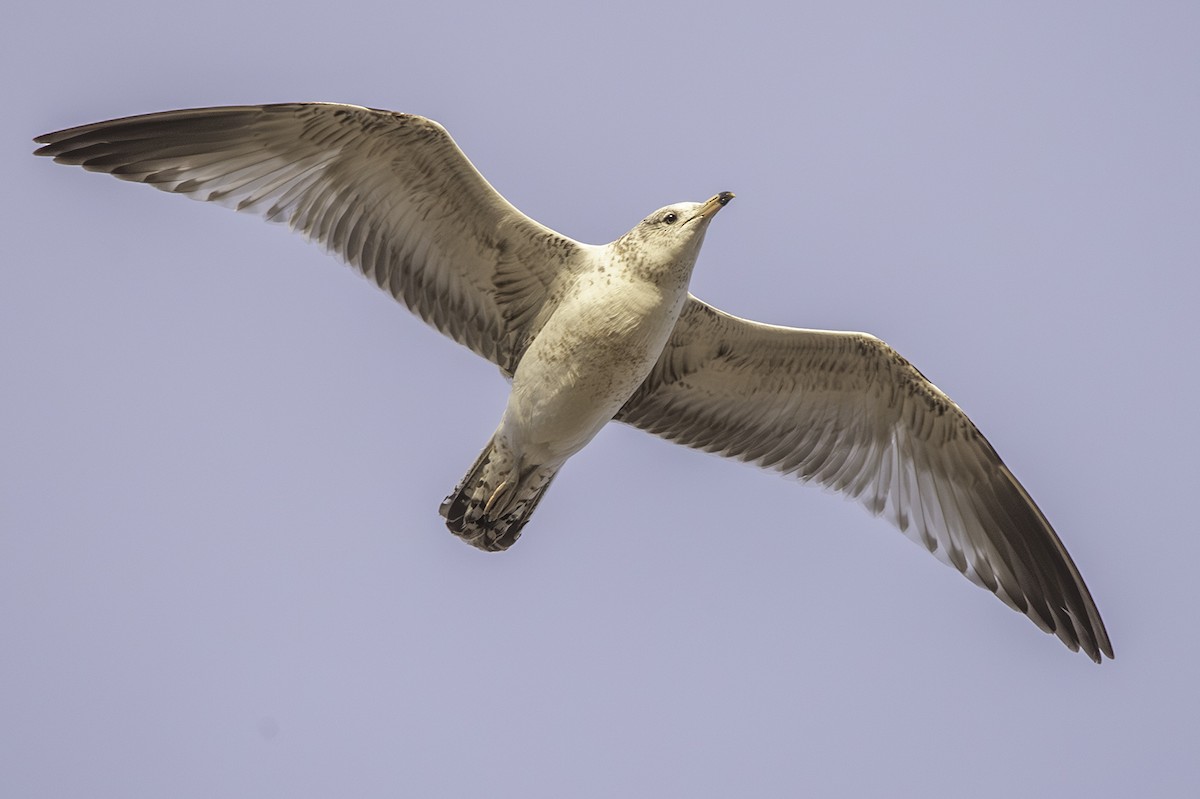 Делавэрская чайка - ML617166552
