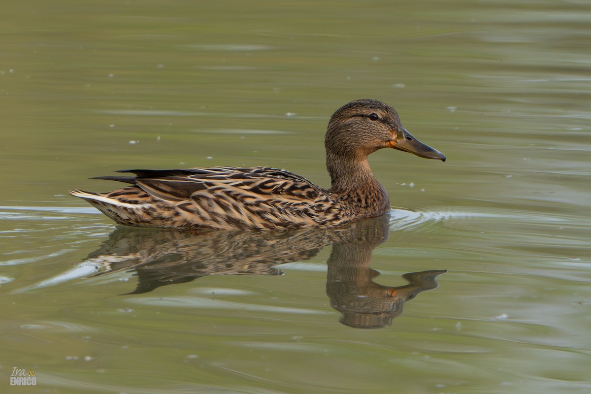 Mallard - Ira & Enrico