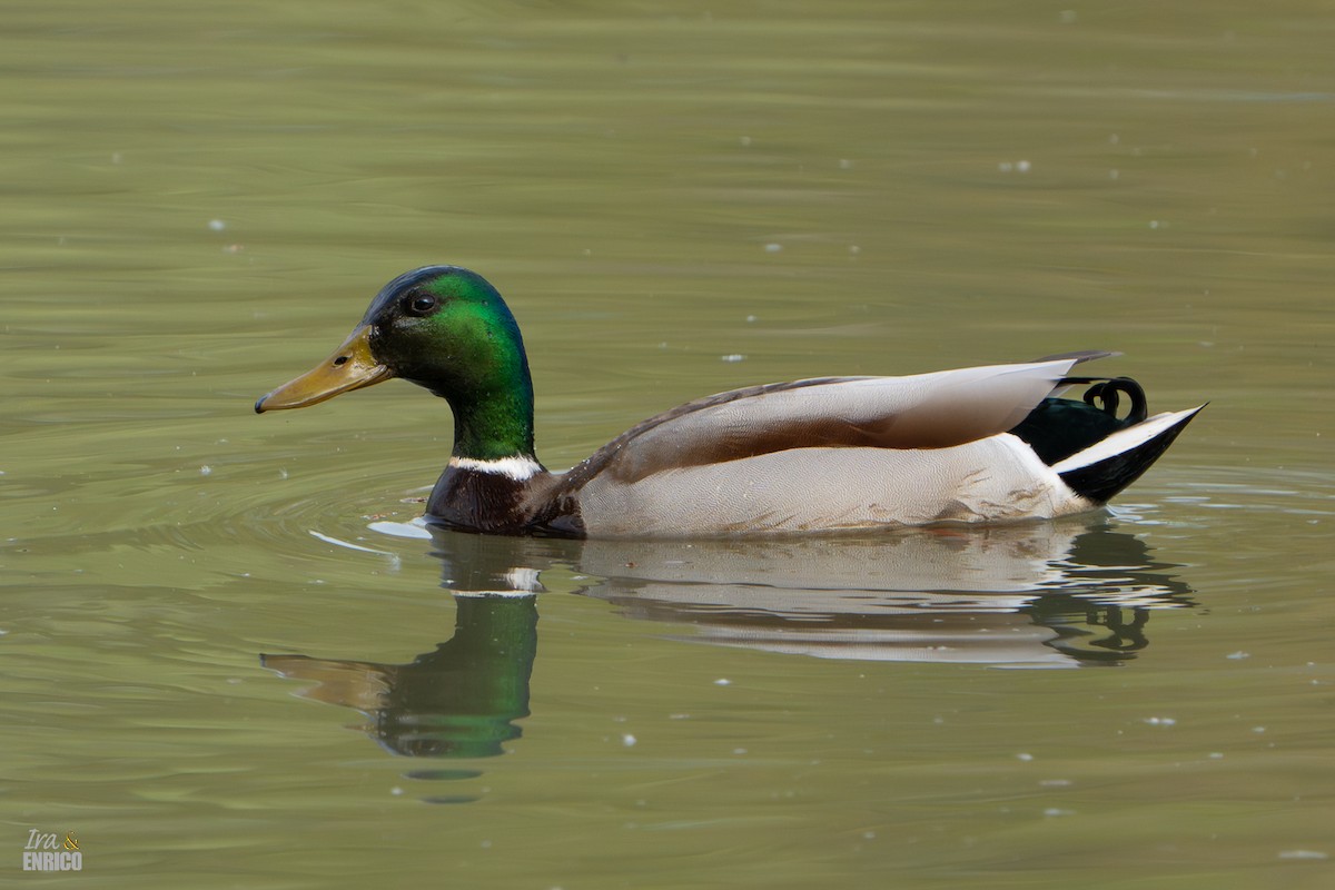 Canard colvert - ML617166601