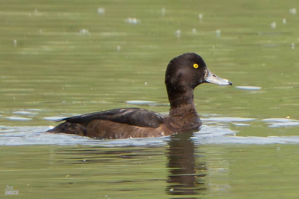 Tufted Duck - ML617166604