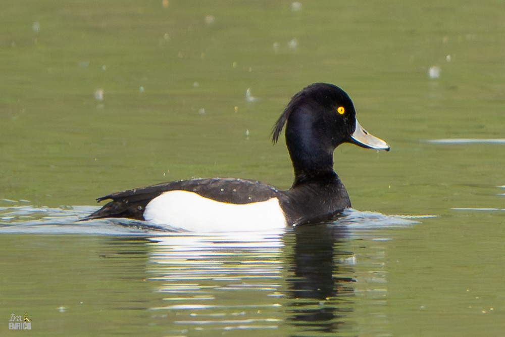 Tufted Duck - ML617166605