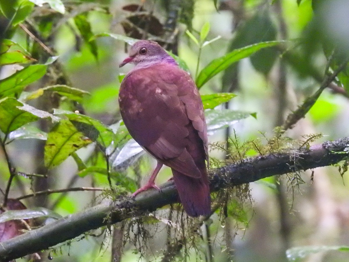 Violaceous Quail-Dove - ML617166610