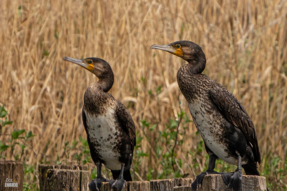 Great Cormorant - ML617166613