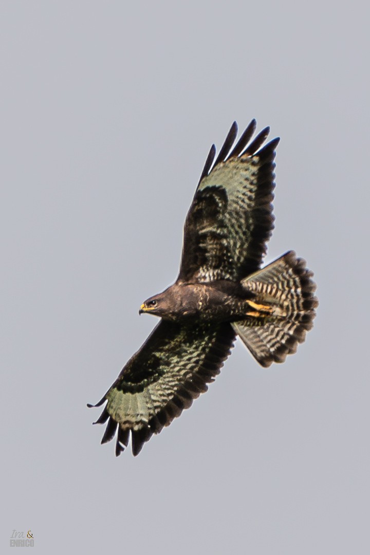 Common Buzzard - ML617166618