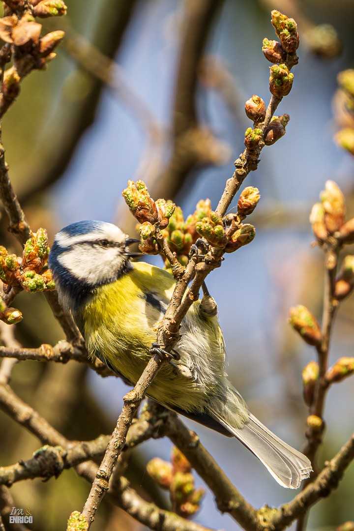 Eurasian Blue Tit - ML617166624