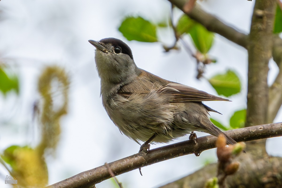 Eurasian Blackcap - Ira & Enrico