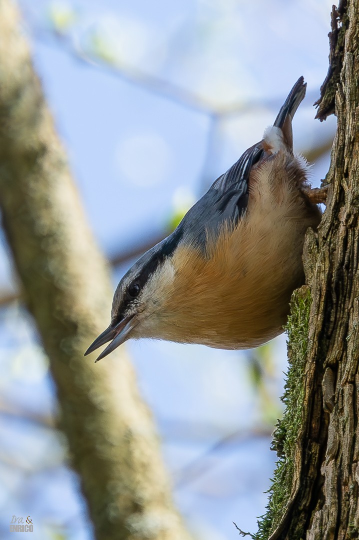 Eurasian Nuthatch - ML617166629