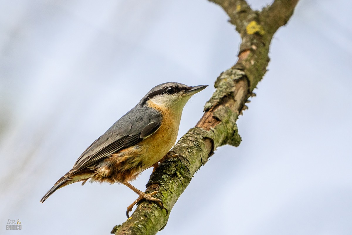 Eurasian Nuthatch - ML617166630