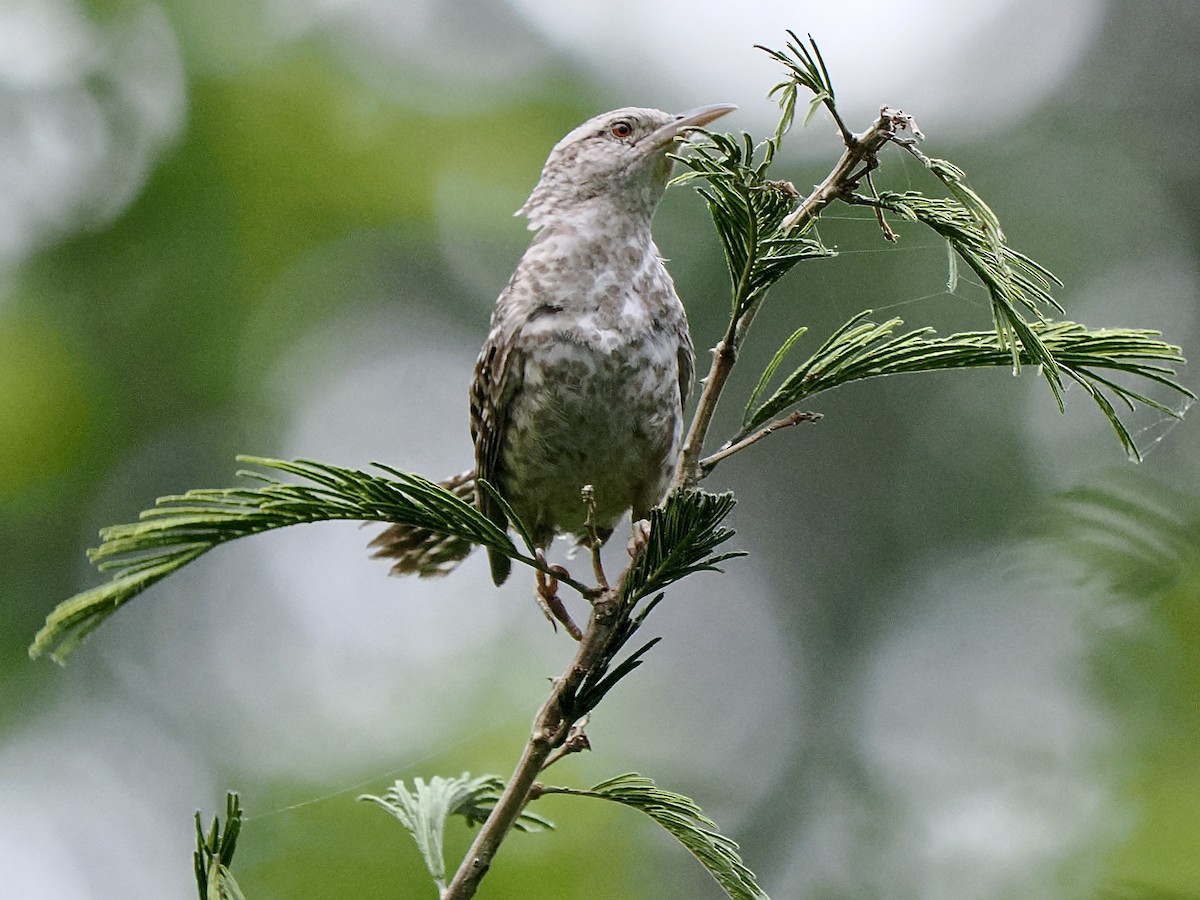 Fasciated Wren - ML617166642