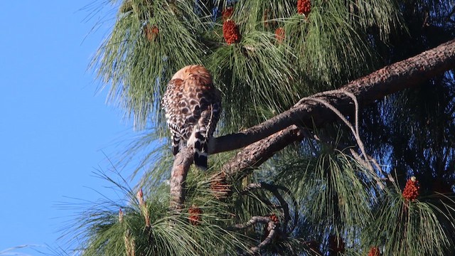 Red-shouldered Hawk - ML617166692