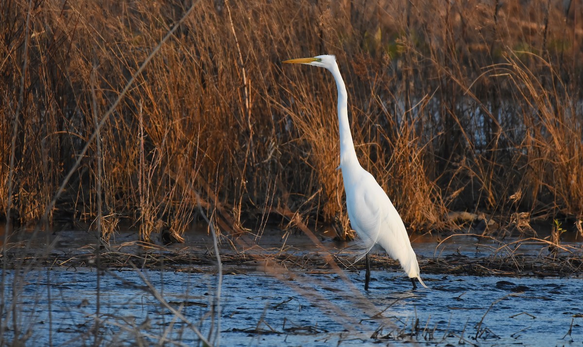 Great Egret - ML617166704